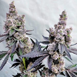 Drizzle Beach - Exotic Genetix (SolFire Collab)