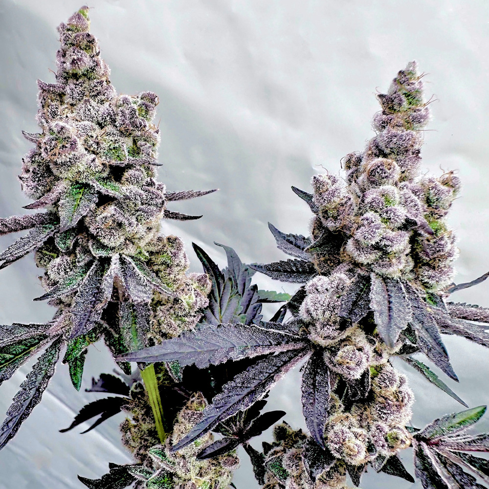 Drizzle Beach - Exotic Genetix (SolFire Collab)