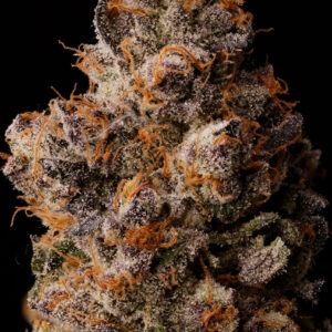 Lemon Cherry Gelato BX1 - Seed Junky Genetics