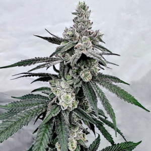 Truffle’z & Cream - Exotic Genetix (SolFire Collab)