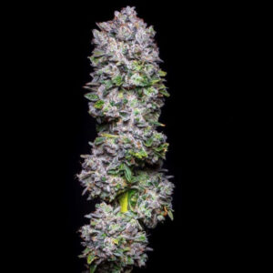 Big Apple - Seed Junky Genetics