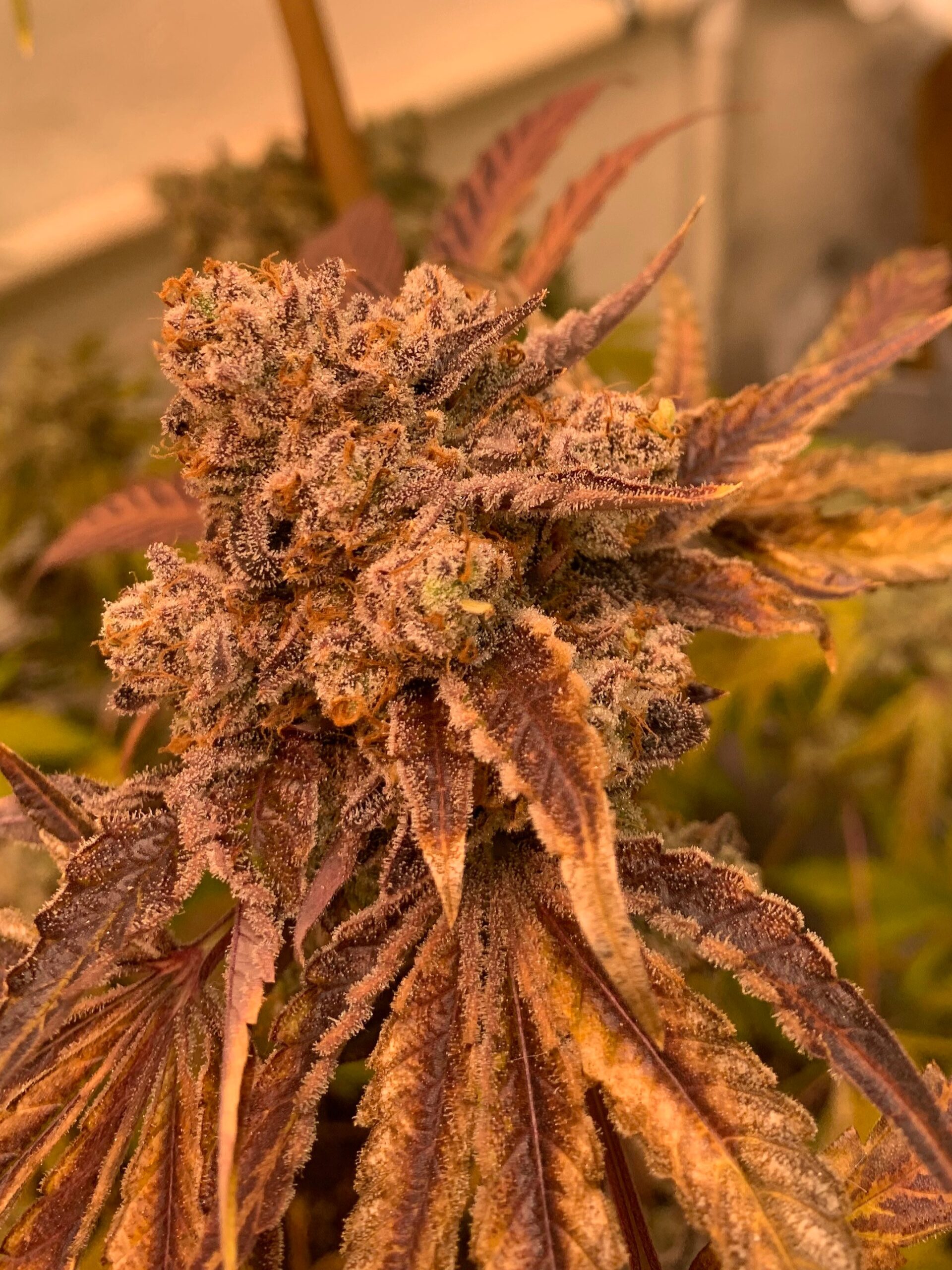 Wolf Eel - Blaze It Panda - Image 2