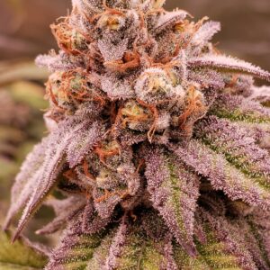 Born In the Purple - Blaze It Panda