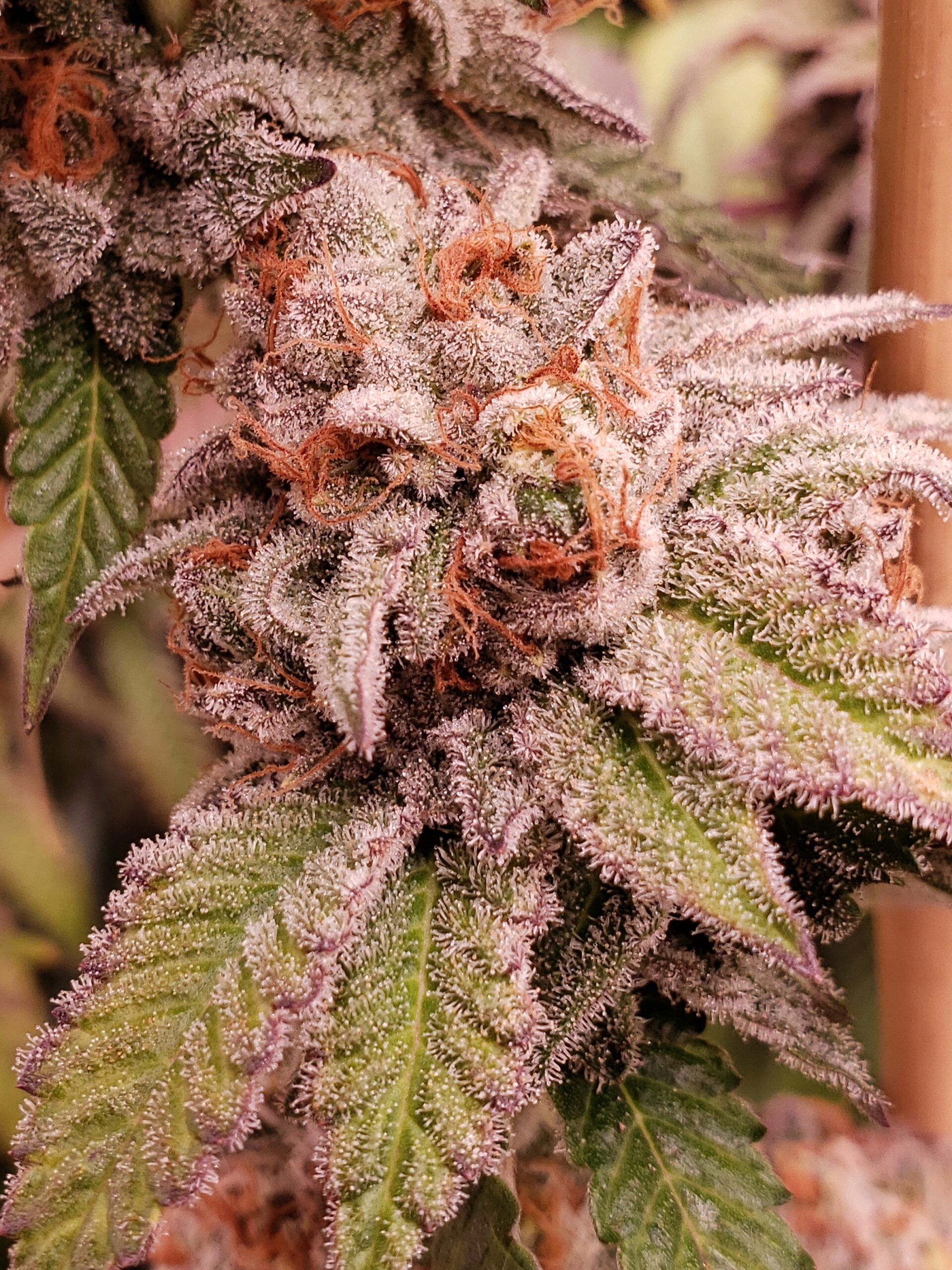 Born In the Purple - Blaze It Panda - Image 2