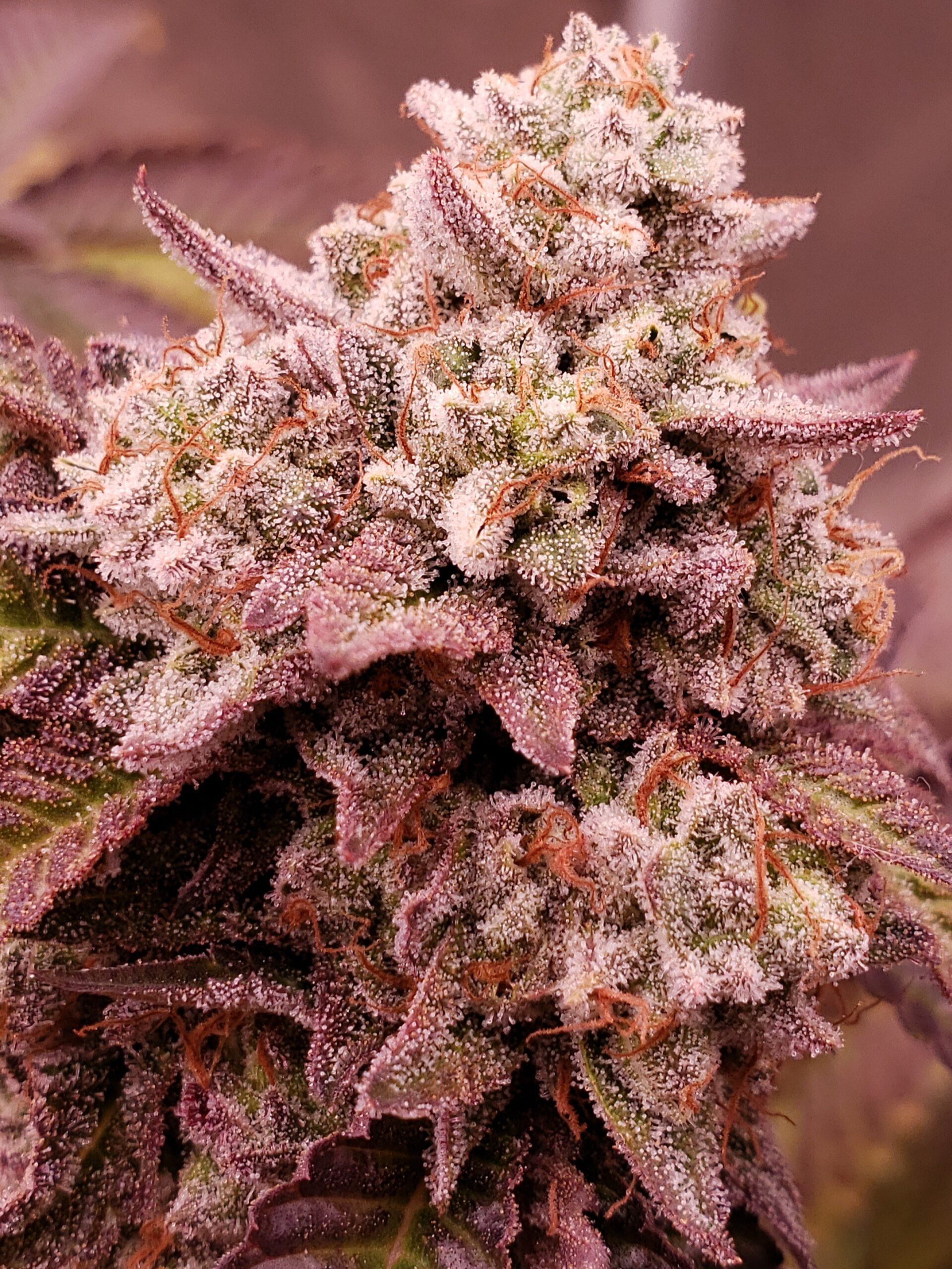 Born In the Purple - Blaze It Panda - Image 3