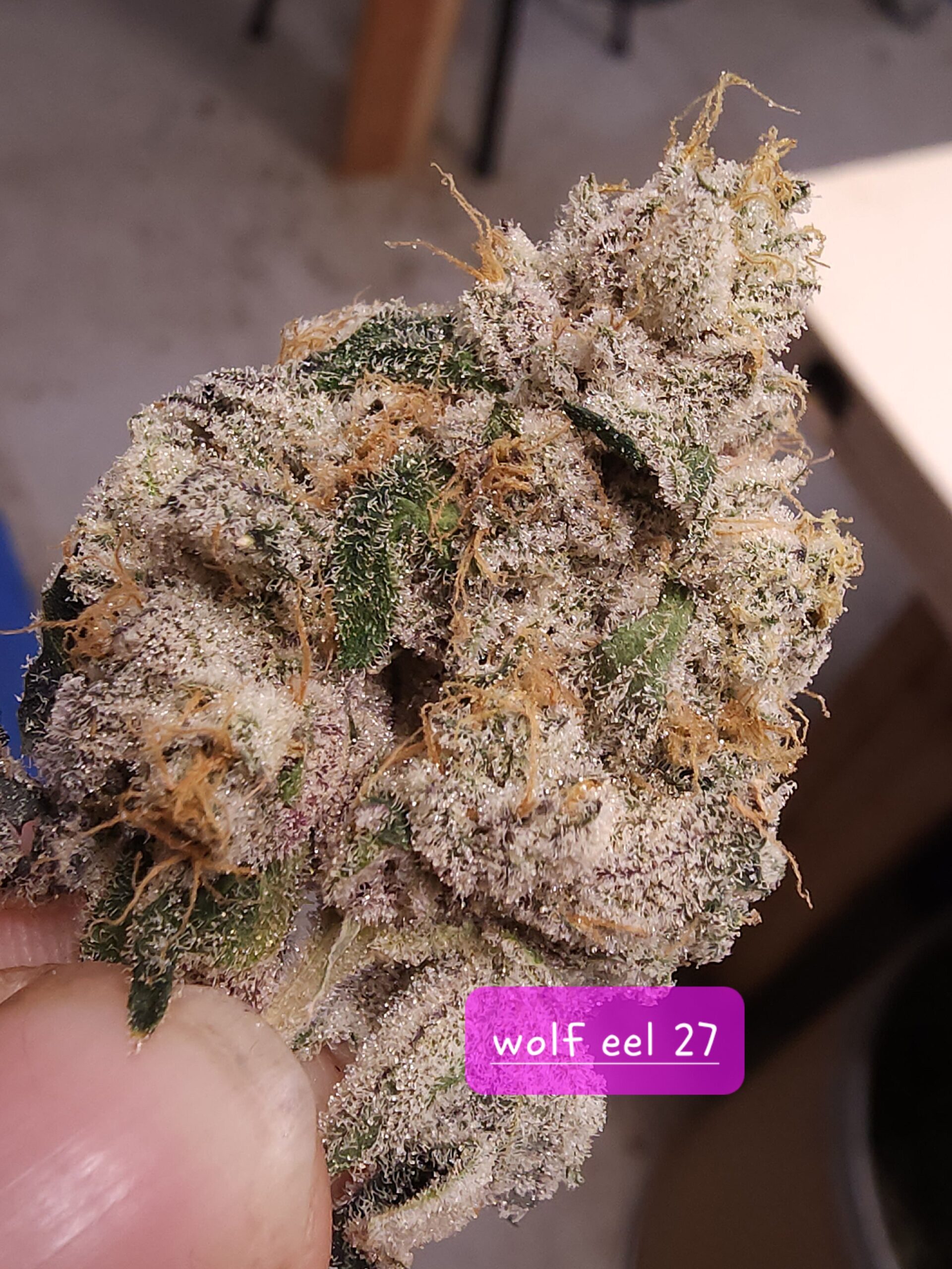 Wolf Eel - Blaze It Panda - Image 5