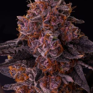 Permanent Push Pop - Seed Junky Genetics