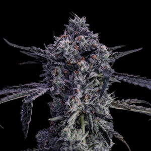 Black Market - Offensive Selections