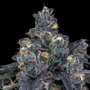 Category 5 - Offensive Selections