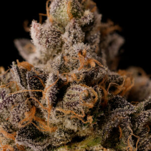 Malibu Marker - Seed Junky Genetics