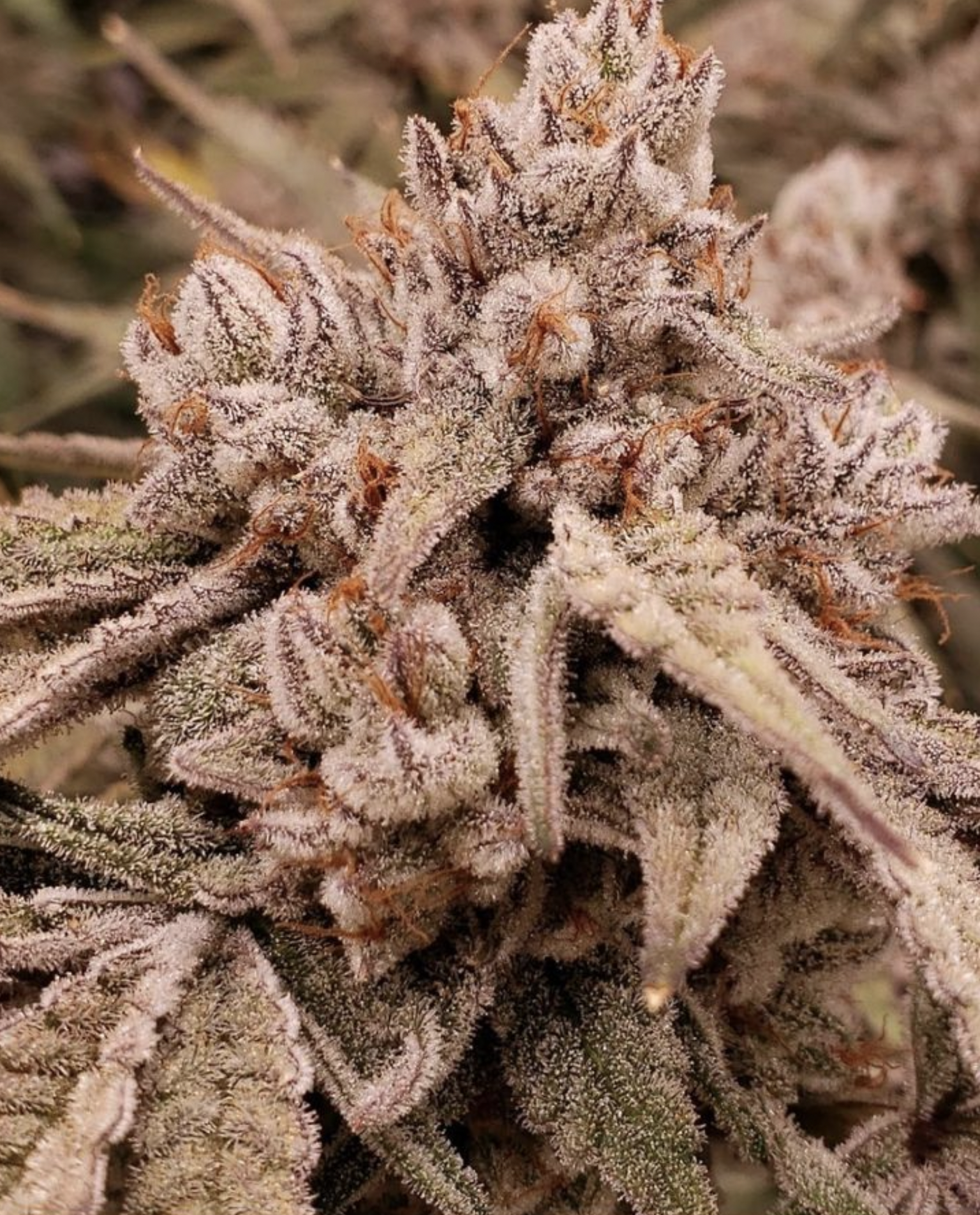 Air Force One - Humboldt CSI