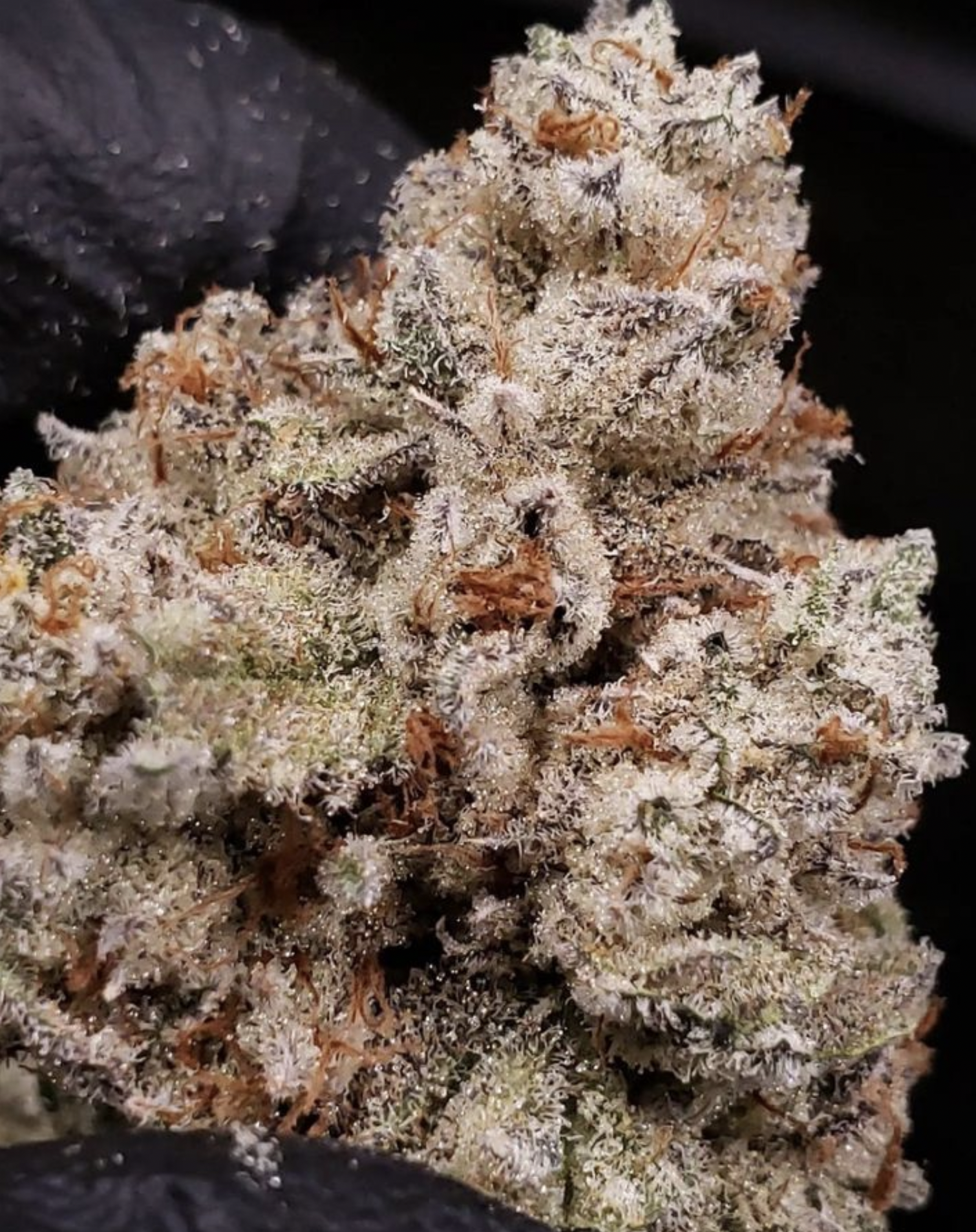 Air Force One - Humboldt CSI - Image 2