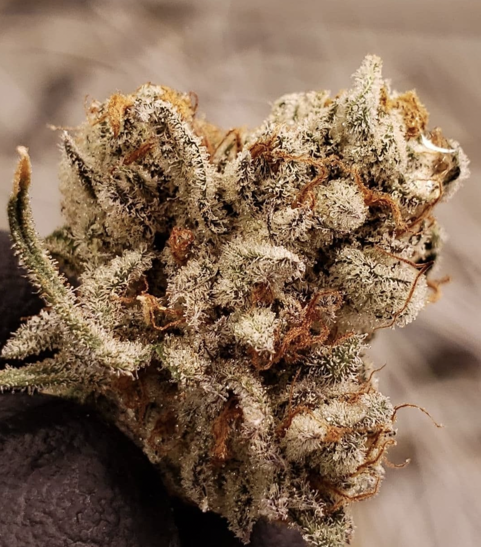 Air Force One - Humboldt CSI - Image 3