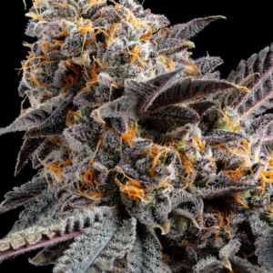 Zkrilla - Flavors Designer (Cranecity Collab)