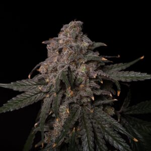 Dante's Inferno - Clearwater Genetics
